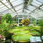botanical gardens braunschweig botanical garden, braunschweig, germany victoria amazonica,  giant amazon water lily BPPUTWC