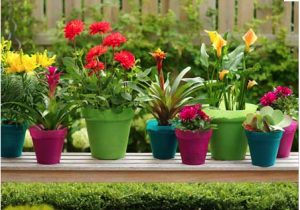 garden pots and planters TKQOVKO