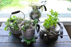 herb garden kettle style | fun and easy indoor herb garden ideas SMHHPLR