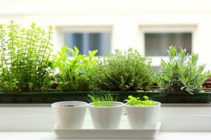 indoor herb garden herbs for indoor garden UYXNHWP