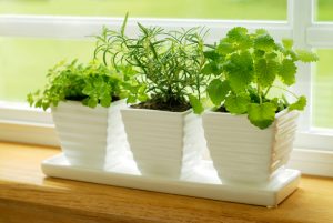 indoor herb garden how to grow herbs indoors - bonnie plants CSLYPEE