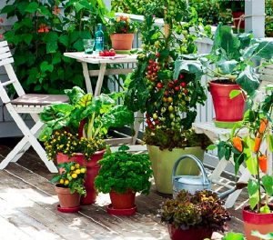 kitchen garden how-to-start-a-balcony-kitchen-garden MFYCAIR