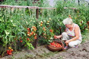 plan a hanging kitchen garden VSWTIXC