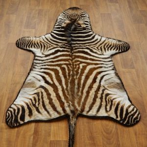 zebra rugs new zebra rug in african juvenile mount 17279 the taxidermy store  decorations JEFZWZJ