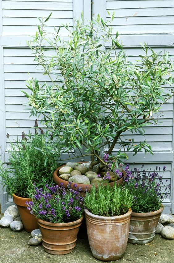 The Versatile World of Garden Pots