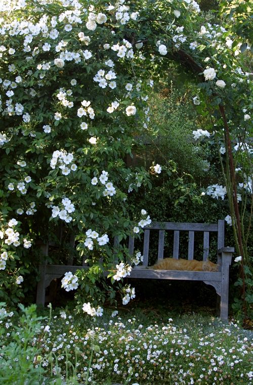 The Beauty of Garden Benches