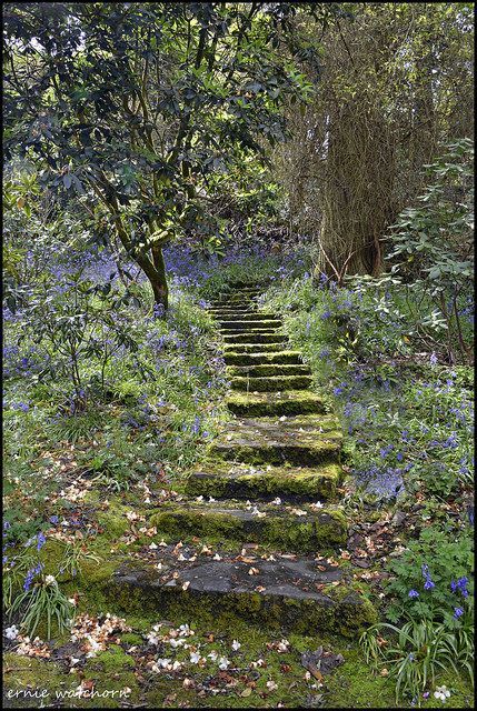 Discover the Magic of Fairy Gardens