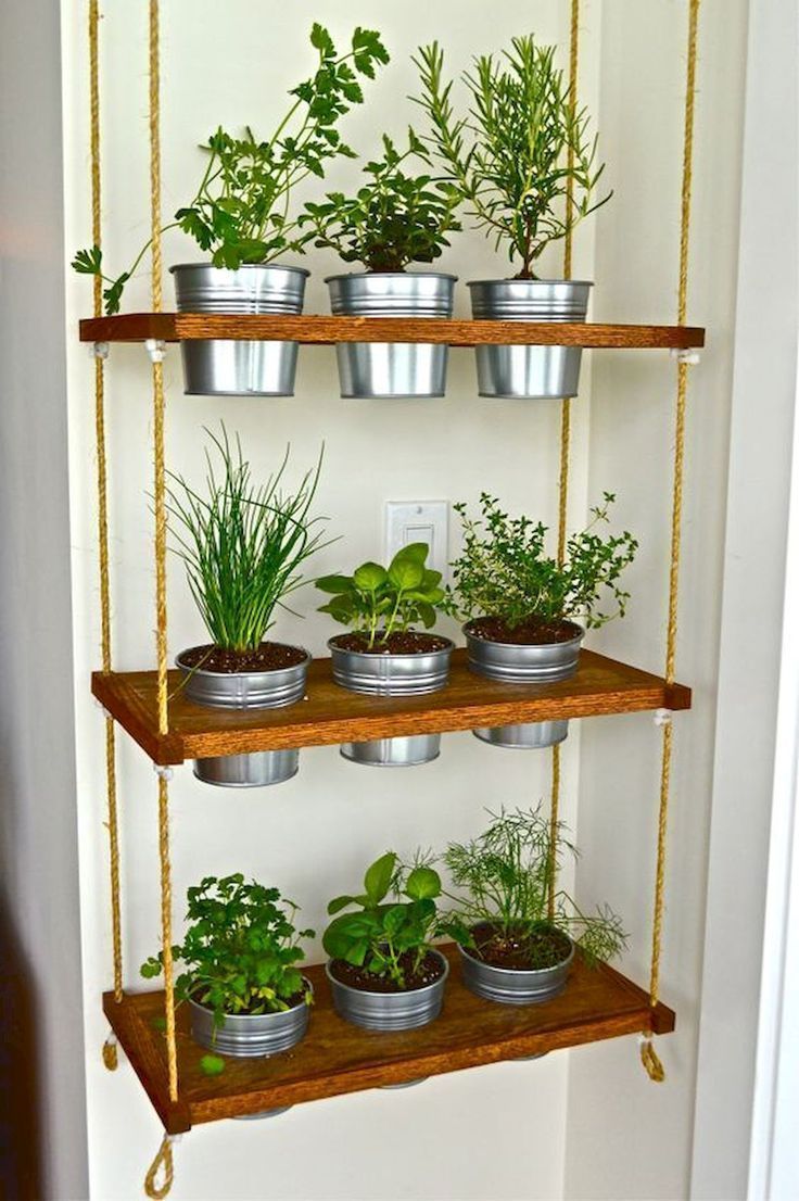 Grow Your Own Indoor Herb Garden