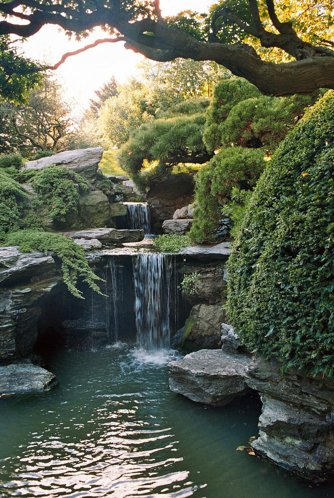 The Tranquility of Botanical Gardens