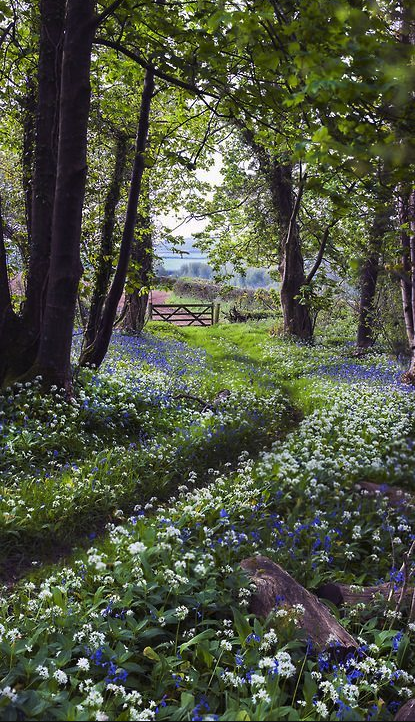 Exploring the Charm of English Gardens