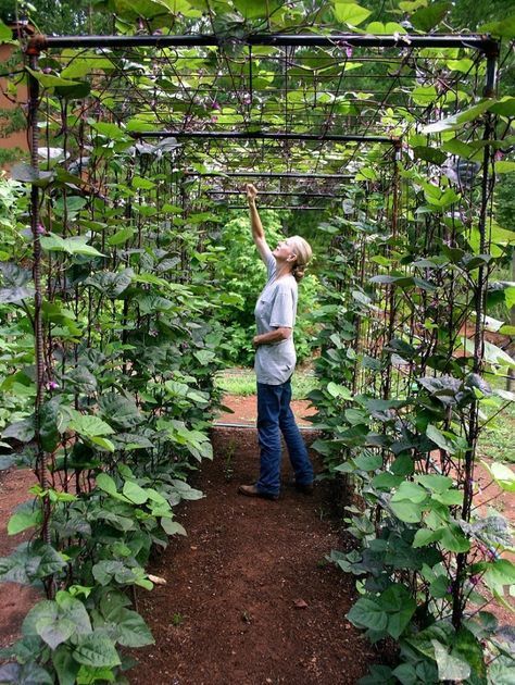 The Beauty of Vertical Gardens