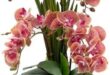 Pristine Botanical Solutions: Enhance Your Floral Decor Today!