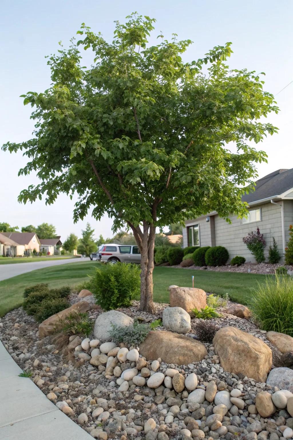 Rocks and gravel create a unique and artistic base around trees.
