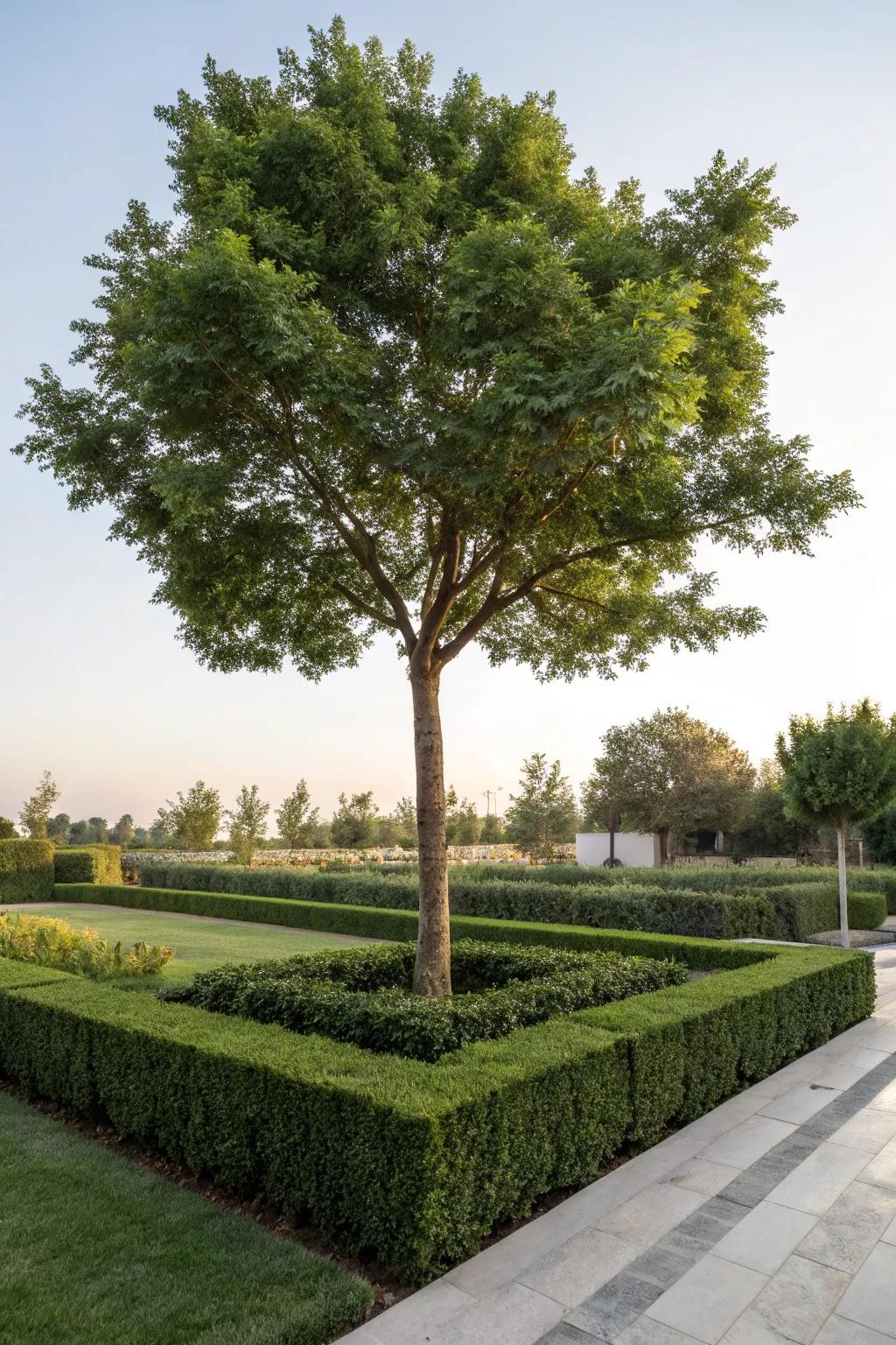 Hedges provide privacy and structure around trees.