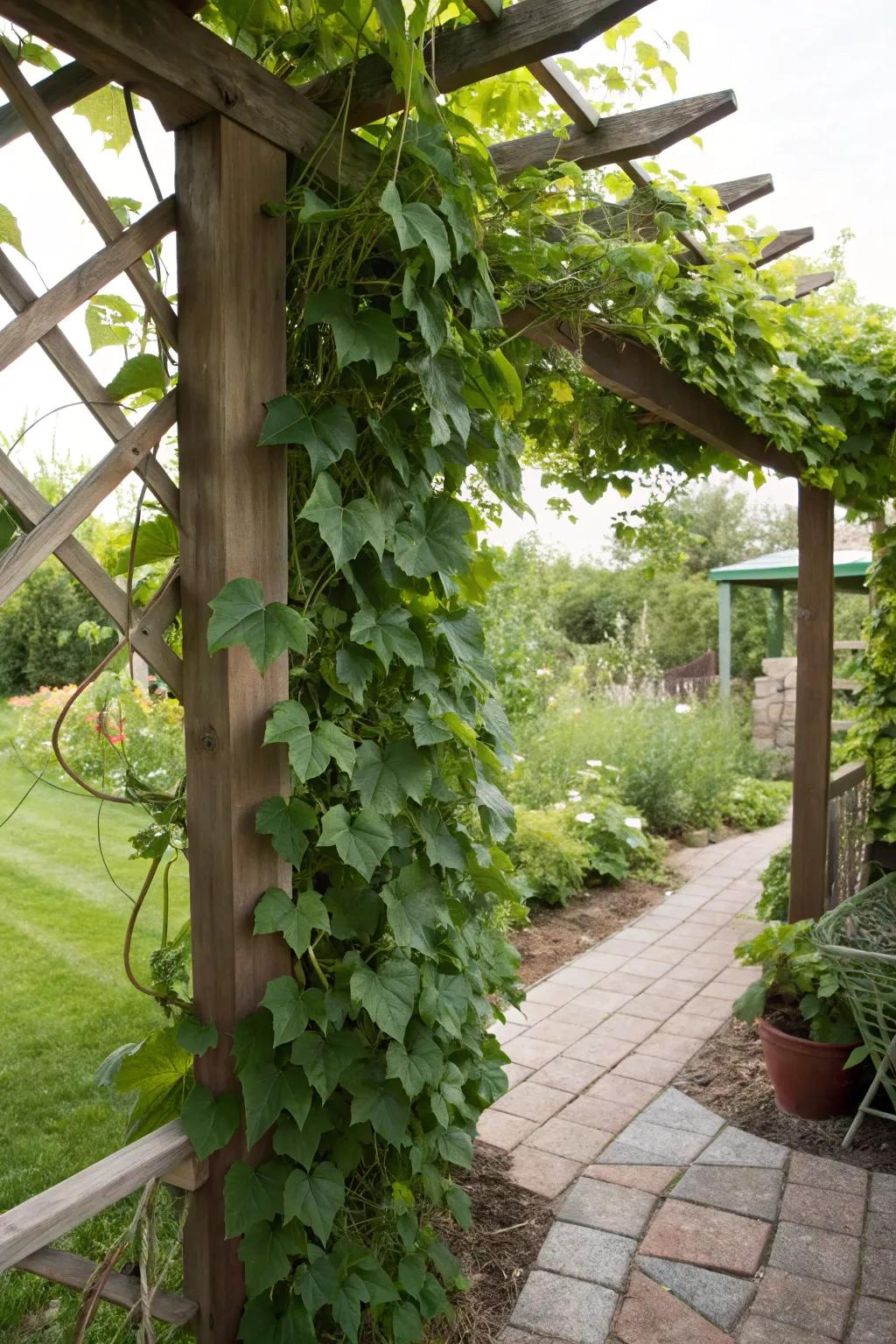 A trellis covered in vibrant vines adding privacy and color.