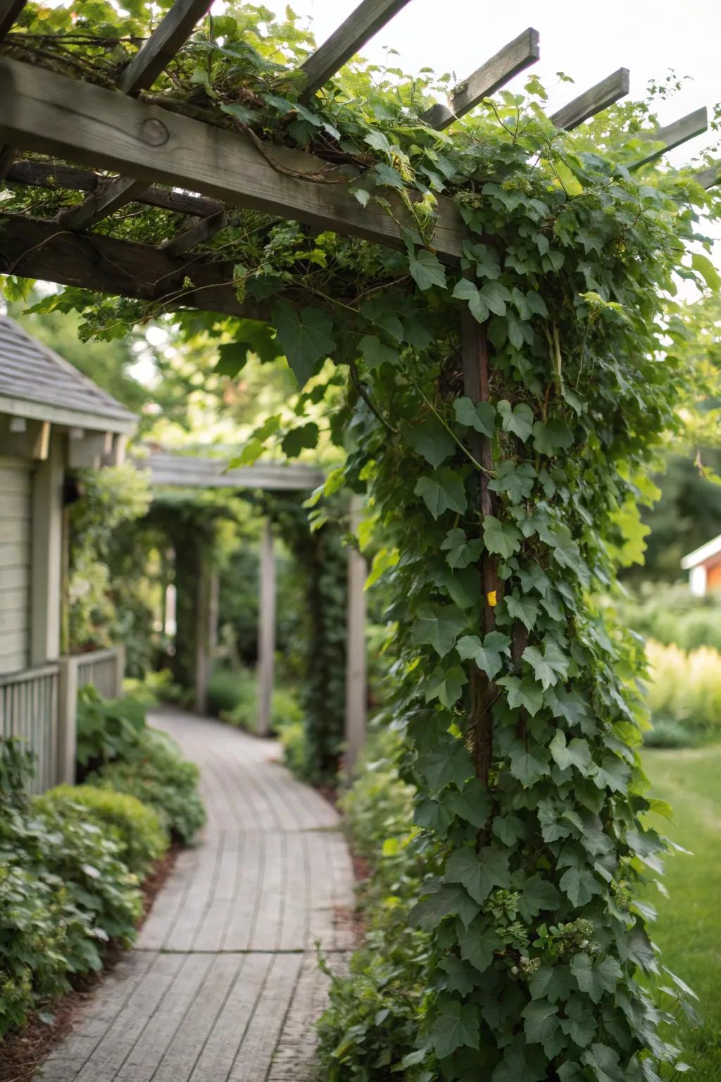 Enjoy all-season privacy with evergreen climbers on your trellis.