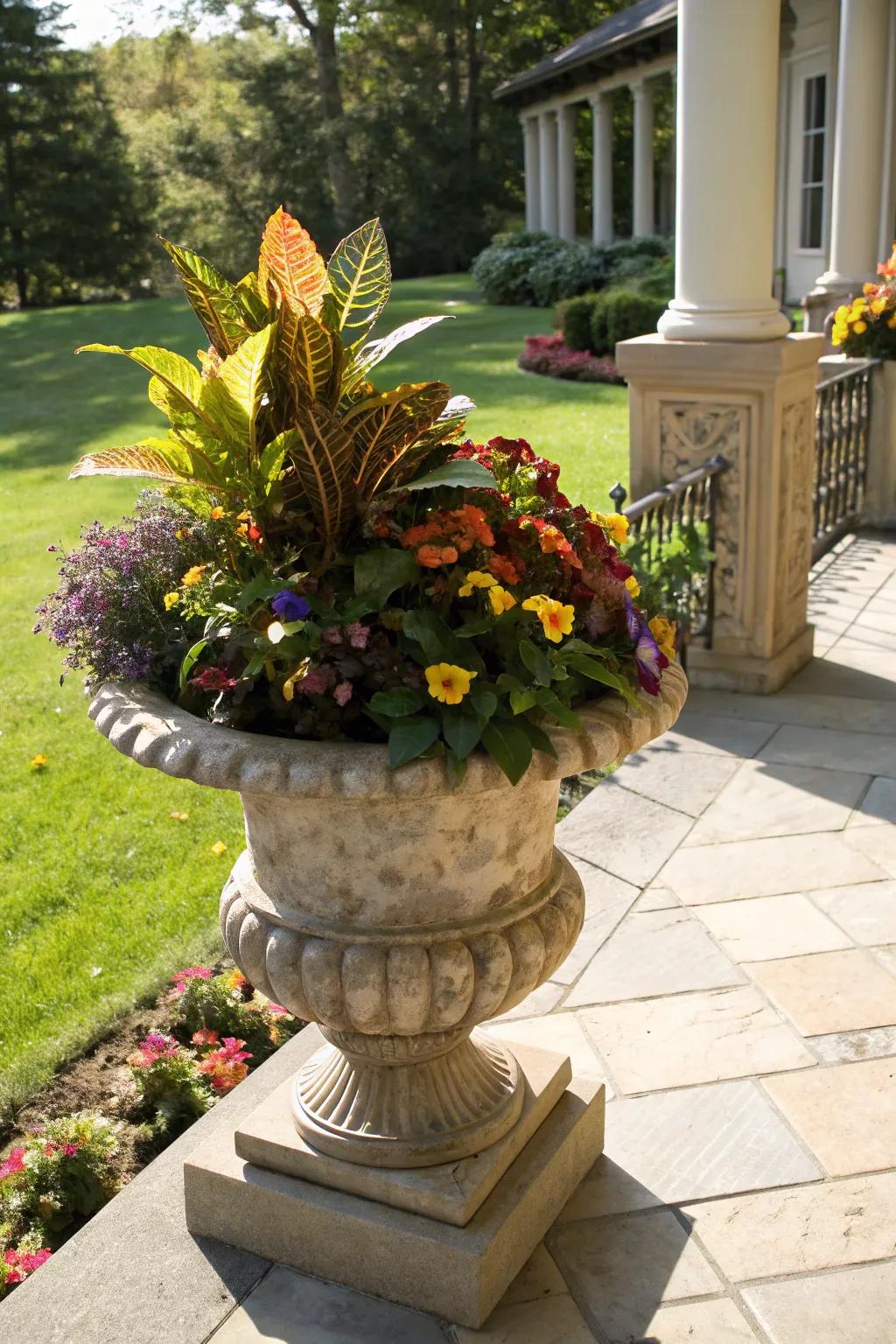 Striking variegated laurel paired with colorful garden pansies in a fall planter.