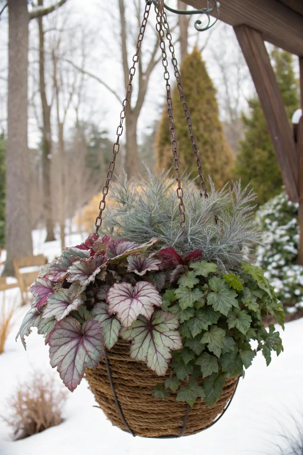 Heucheras offer rich, colorful leaves for winter displays.