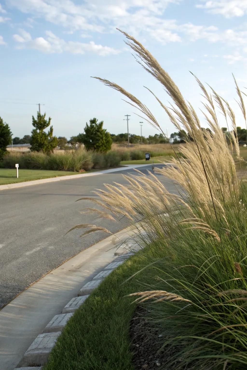 Lush ornamental grasses adding texture and depth to a driveway corner.