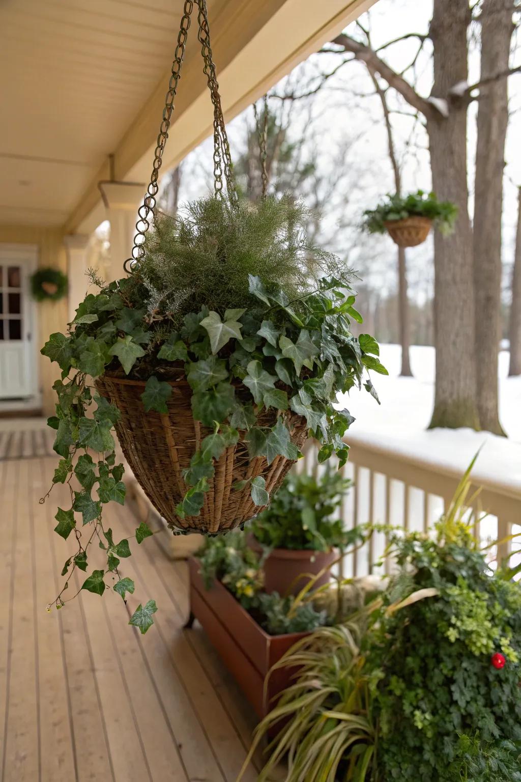 Ivy adds a touch of elegance to hanging baskets.